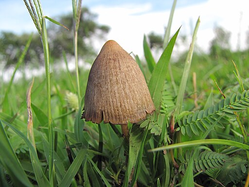Mexikanischer Kahlkopf, Psilocybe mexicana