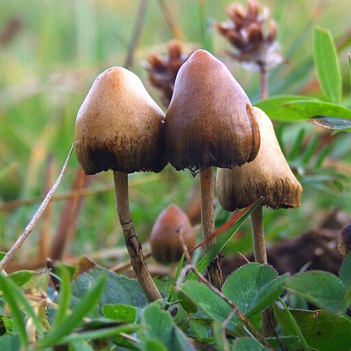 Spitzkegeliger Kahlkopf, Psilocybe semilanceata