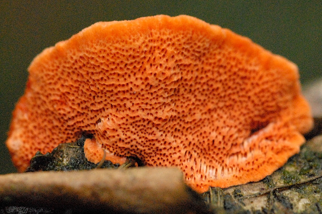 Nördlicher Zinnoberschwamm, Pycnoporus cinnabarinus