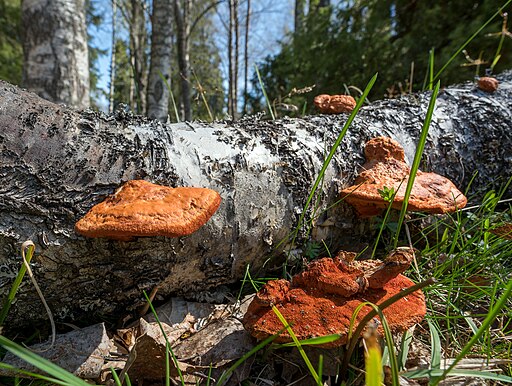 Nördlicher Zinnoberschwamm, Pycnoporus cinnabarinus