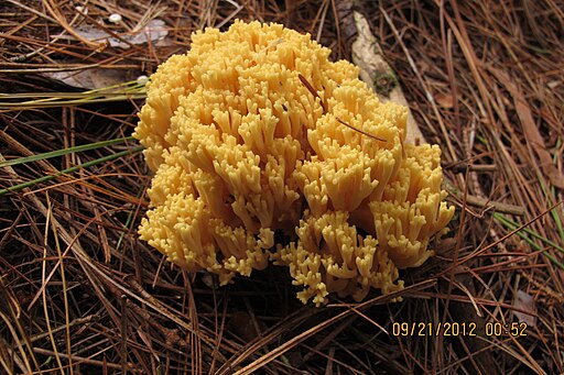 Goldgelbe Koralle, Ramaria aurea