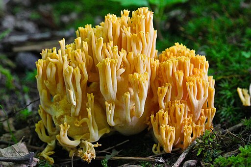 Goldgelbe Koralle, Ramaria aurea