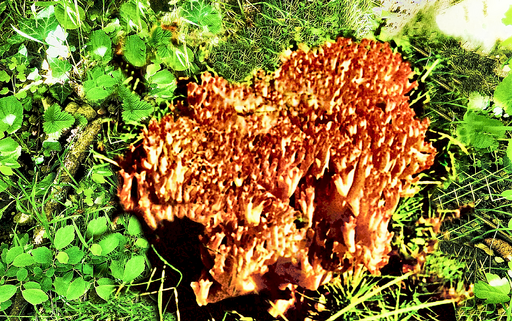 Hahnenkamm-Koralle, Ramaria botrytis