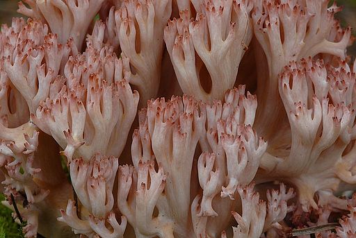 Hahnenkamm-Koralle, Ramaria botrytis