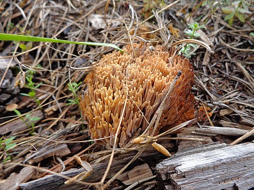 Gelbliche Koralle, Ramaria flavescens