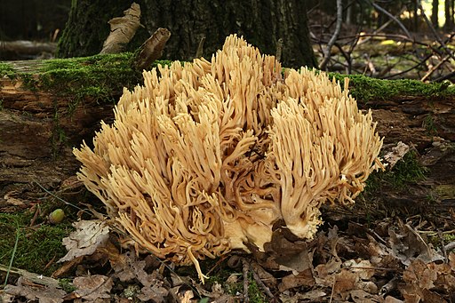 Gelbliche Koralle, Ramaria flavescens