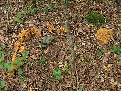 Gelbliche Koralle, Ramaria flavescens