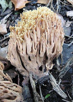 Dreifarbige Koralle, Ramaria formosa