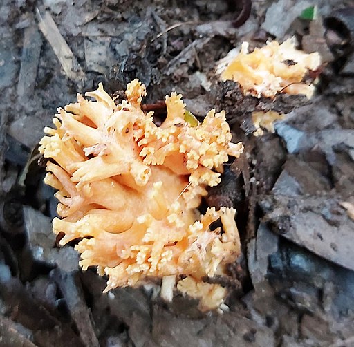 Dreifarbige Koralle, Ramaria formosa