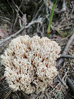 Bauchweh-Koralle, Ramaria mairei