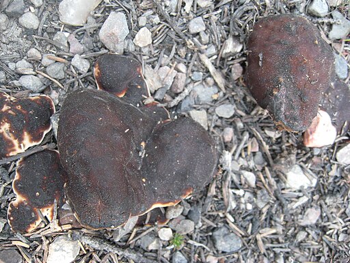 Wellige Wurzellorchel