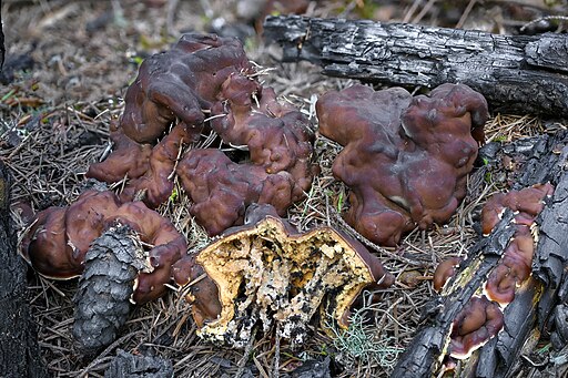 Wellige Wurzellorchel, Rhizina undulata