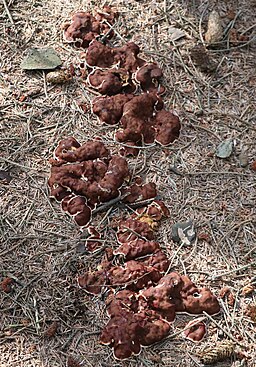 Wellige Wurzellorchel, Rhizina undulata