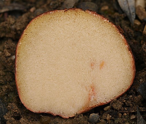Rötliche Wurzeltrüffel, Rhizopogon roseolus