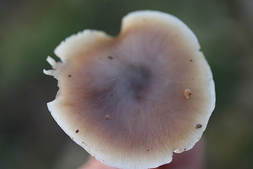 Butter-Rübling, Rhodocollybia butyracea