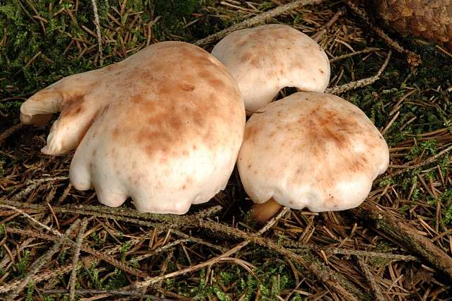 Gefleckter Rosasporrübling, Rhodocollybia maculata