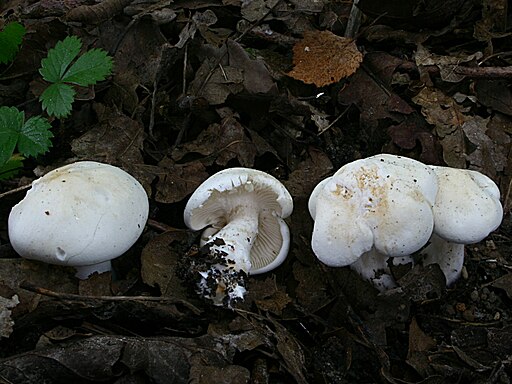 Gefleckter Rosasporrübling, Rhodocollybia maculata