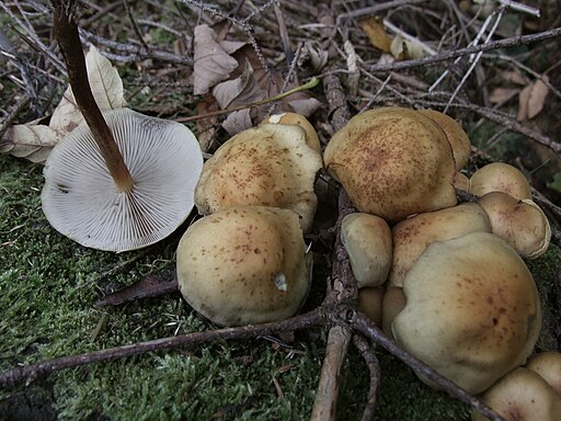 Gefleckter Rosasporrübling, Rhodocollybia maculata