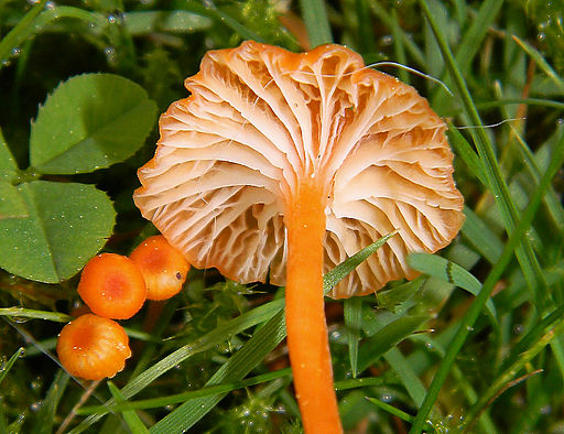 Orangeroter Heftelnabeling, Rickenella fibula