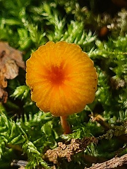 Orangeroter Heftelnabeling, Rickenella fibula