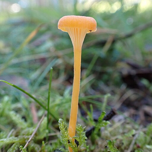 Orangeroter Heftelnabeling, Rickenella fibula
