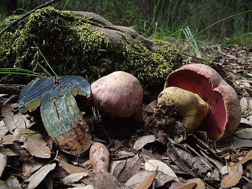 Wolfs-Röhrling, Rubroboletus lupinus