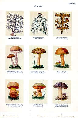 Wolfs-Röhrling, Rubroboletus lupinus