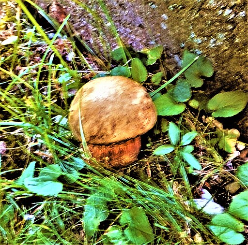 Weinroter Purpur-Röhrling, Rubroboletus rubrosanguineus