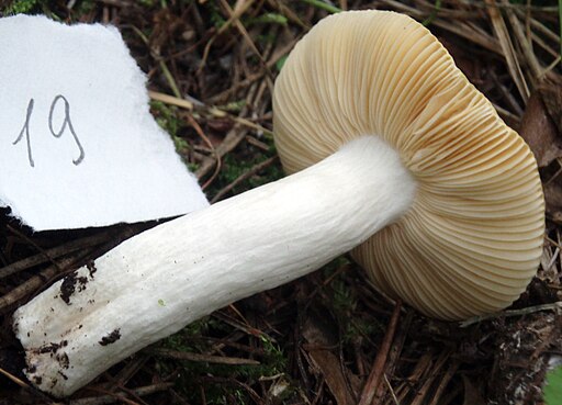 Glänzendgelber Dotter-Täubling, Russula acetolens