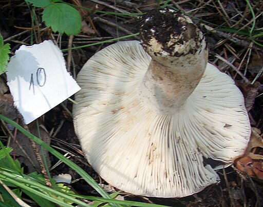 Scharfblättriger Schwärz-Täubling, Russula acrifolia