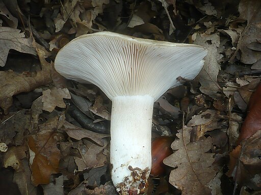 Scharfblättriger Schwärz-Täubling, Russula acrifolia