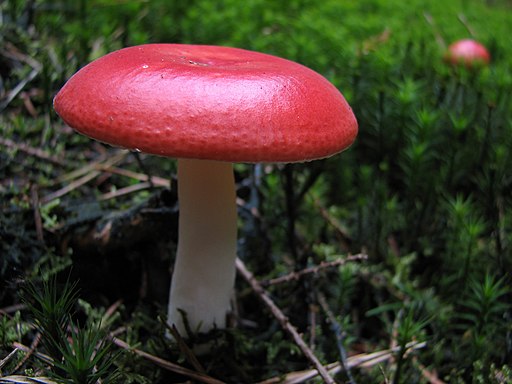 Scharfer Braun-Täubling, Russula adulterina