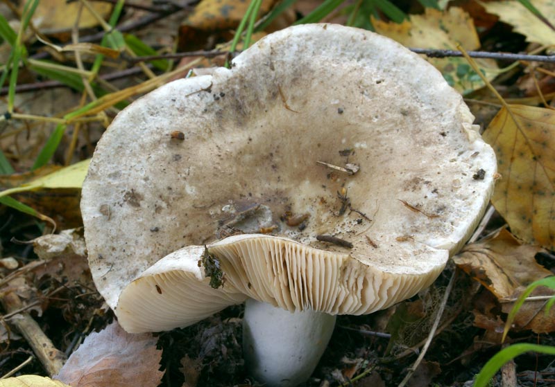 Rauchbrauner Schwärz-Täubling, Russula adusta
