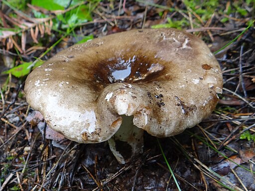 Rauchbrauner Schwärz-Täubling, Russula adusta