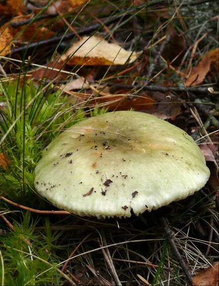 Grasgrüner Täubling
