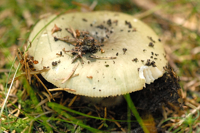 Grasgrüner Täubling, Russula aeruginea
