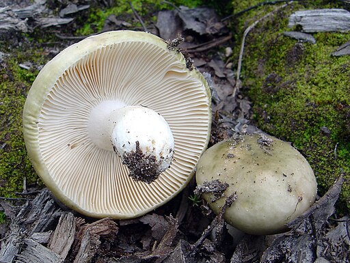 Grasgrüner Täubling, Russula aeruginea