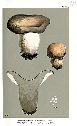 Schwarzanlaufender Täubling, Russula albonigra