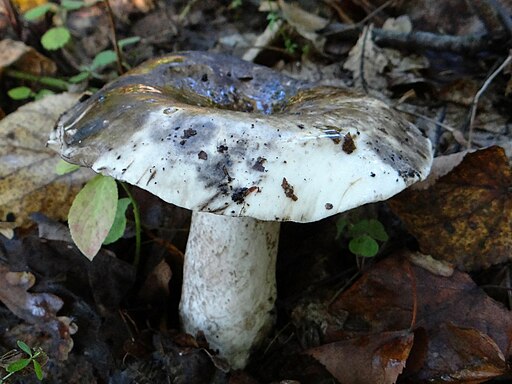 Schwarzanlaufender Täubling, Russula albonigra