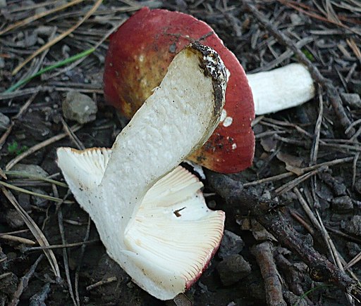Bitterer Zinnober-Täubling, Russula amarissima