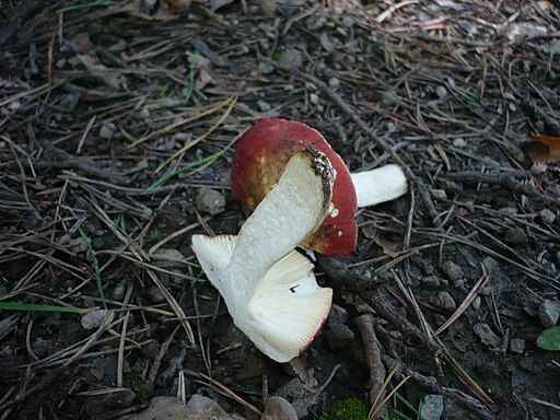 Bitterer Zinnober-Täubling, Russula amarissima