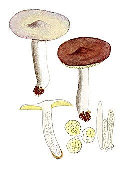 Amethyst-Täubling, Russula amethystina