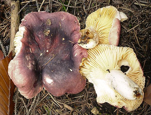 Amethyst-Täubling, Russula amethystina