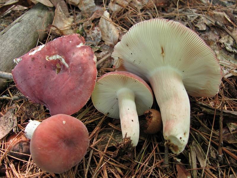 Samt-Täubling, Russula amoena