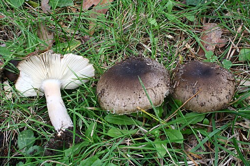 Camembert-Täubling, Russula amoenolens