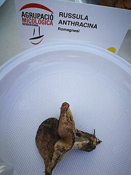 Kohlen-Täubling, Russula anthracina
