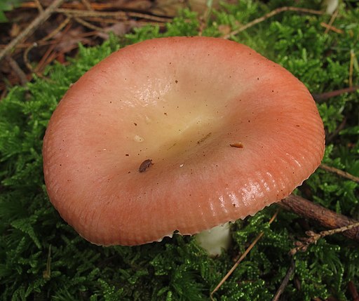 Wässriger Moor-Täubling, Russula aquosa