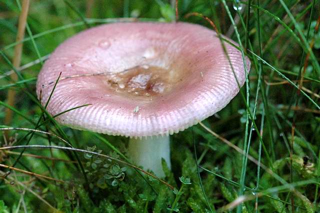 Wässriger Moor-Täubling, Russula aquosa
