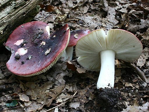 Purpurschwarzer Täubling, Russula atropurpurea