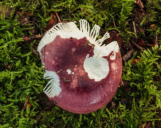 Purpurschwarzer Täubling, Russula atropurpurea